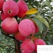 鸡心果树苗种植管理要点