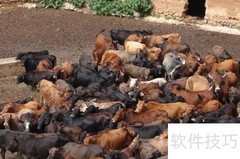 畜牧文化的含义解析