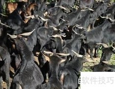 畜牧行业分析：中篇