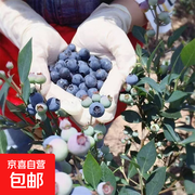 京喜加云南花香蓝莓2盒装仅9.9元，速享新鲜！