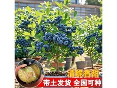 京东蓝莓树苗盆栽，10.9元带回家！
