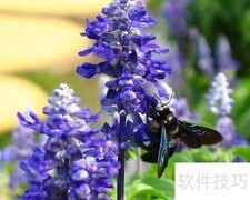 薰衣草精油功效与使用指南
