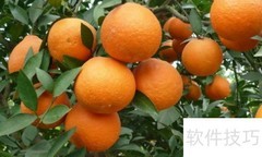广州必买特产推荐