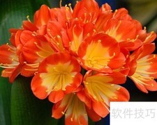 北京花卉市场探秘