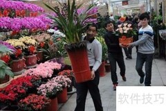 北京花卉市场探秘