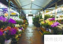 北京花卉市场探秘