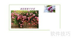 满园蔷薇手抄报精彩呈现