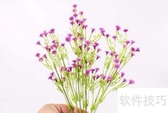 满天星种植技巧