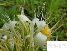 男士中药祛痘面膜配方推荐
