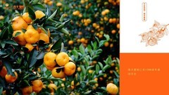 一颗蜜桔，竟藏着南丰的五个千年秘密！