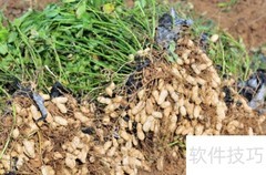 教父母轻松刨花生小妙招