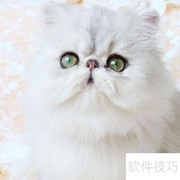 金吉拉猫护理全攻略