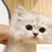 金吉拉猫护理全攻略