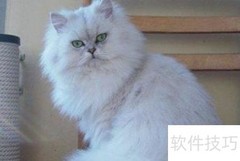 养金吉拉猫注意事项
