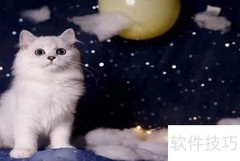 养金吉拉猫注意事项