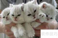 养金吉拉猫注意事项
