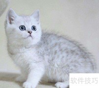 金点猫品质鉴别指南