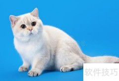 金点猫品质鉴别指南