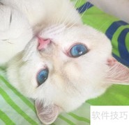 金点猫品质鉴别指南