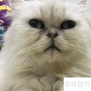 金吉拉猫护理全攻略