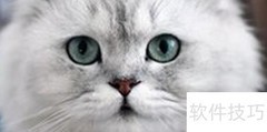 金吉拉猫进caf了吗