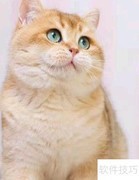 正宗金渐层猫选购指南