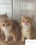 正宗金渐层猫选购指南