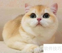 正宗金渐层猫选购指南