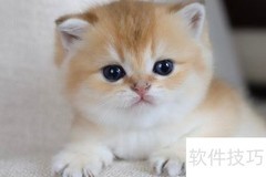 金渐层12系猫咪详解