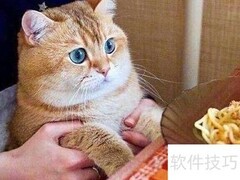 金渐层猫饲养全攻略
