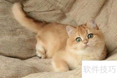 金渐层猫饲养全攻略