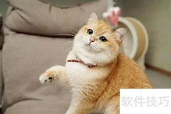 金渐层猫饲养全攻略