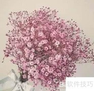 满天星花语解析