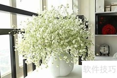 满天星保存方法小妙招