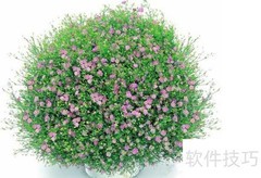 满天星花语解析