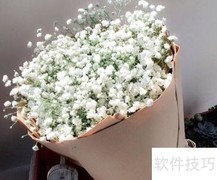 满天星种植技巧全攻略