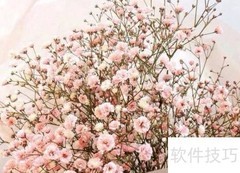 满天星种植技巧全攻略