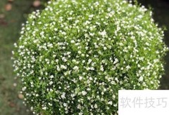 满天星种植技巧全攻略