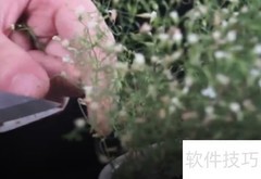 满天星干花DIY教程