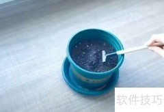 满天星种植方法与技巧