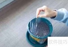 满天星种植方法与技巧