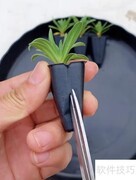 满天星种植方法与技巧