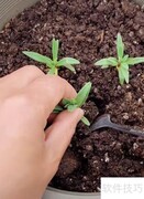 满天星种植方法与技巧