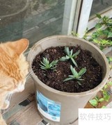 满天星种植方法与技巧