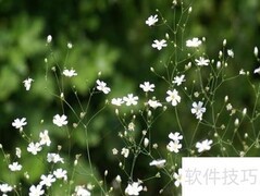 满天星种植全攻略