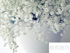 满天星种植全攻略