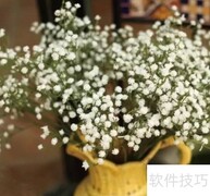 满天星保存方法