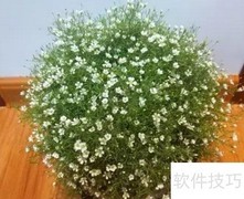 满天星保存方法