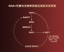 NAD+ NMN十大品牌排名榜2026年NMN吸收率最高口碑好的抗衰优选榜首盼生派