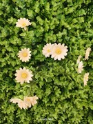 vivo S50影像实测 重塑Live创作方式